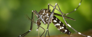 Asiatische Tigerm&uuml;cke