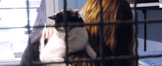 Die verschmusten Katzen im Tierheim Reutlingen lieben die ehrenamtlichen Katzenstreichler 