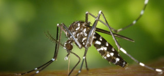Asiatische Tigerm&uuml;cke