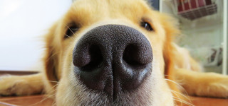 Hund mit Schnauze!
