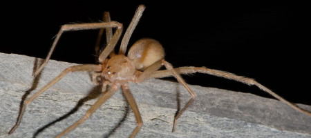 Chilenische Einsiedlerspinne