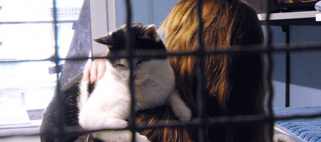 Die verschmusten Katzen im Tierheim Reutlingen lieben die ehrenamtlichen Katzenstreichler 