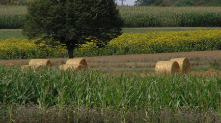 Strohballen auf abgeerntetem Feld
