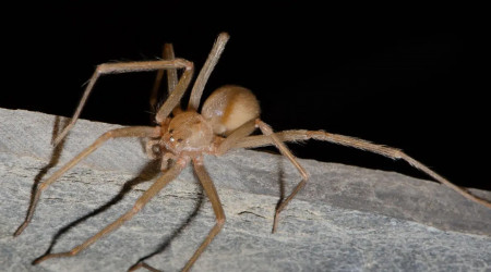 Chilenische Einsiedlerspinne