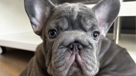 Franz&ouml;sischer-Bulldoggen-Welpe