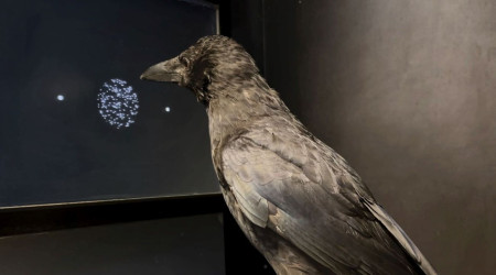 Kr&auml;he bei Experiment vor Bildschirm