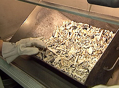 &Uuml;berreste: Asche und Knochen