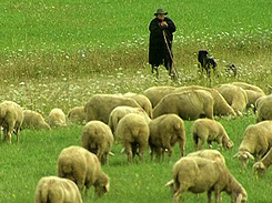 Sch&auml;fer beim Schafe h&uuml;ten