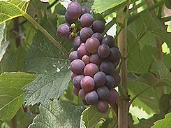 Trauben der "Metzinger Hofsteige"