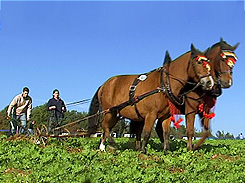 Pfl&uuml;gen mit Pferdegespann