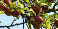 Apfelbaum