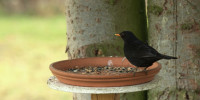 Amsel