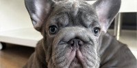 Franz&ouml;sischer-Bulldoggen-Welpe