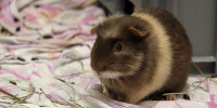 Meerschweinchen im Sommer
