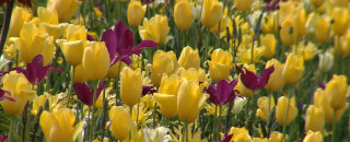 Gartenschau Balingen