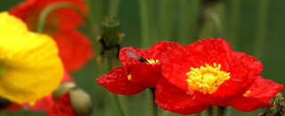 Er&ouml;ffnung Garden Life