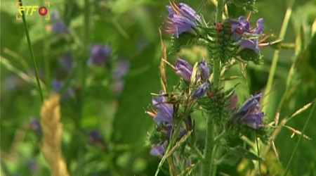 Biosph&auml;rengebiet Schw&auml;bische Alb