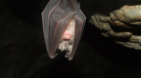 Fledermaus