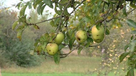 &Auml;pfel auf einer Streuobstwiese
