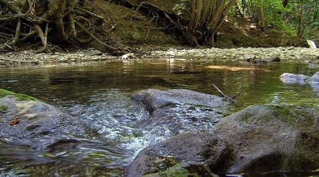 Niedrigwasser am Arbach