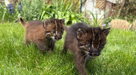 Goldkatzen-Nachwuchs