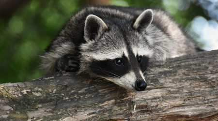 Waschb&auml;r